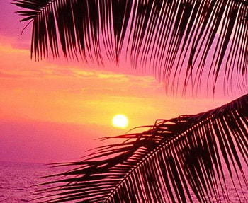 Scenic Beauty, palm, clouds, secnic, sky, nature, sunset HD wallpaper