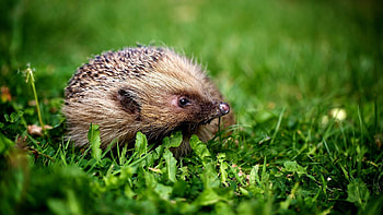 Hedgehog, Small mammal, Cute , Spiky appearance HD wallpaper