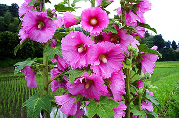 Nature, Flowers, Grass, Drops, Freshness, Mallow HD wallpaper