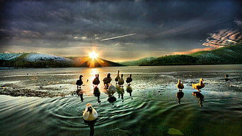 A DAY FOR THE BIRDS, birds, mountains, sunset, ocean, beach HD wallpaper