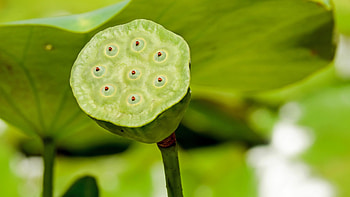 Seeds, Lotus (Flower) HD wallpaper