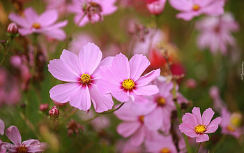 Cosmos Flowers, nature, pink, plants HD wallpaper