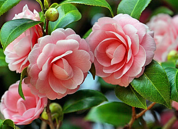 Lovely flowers, roses, garden, beautiful, spring, nice, park, summer, leaves, bugs, pretty, petals, nature, flowers, lovely, camelias HD wallpaper