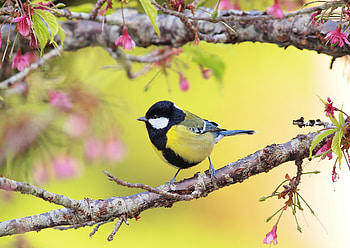 Great Tit, pink, blue tit, bird, yellow, pitigoi, spring, pasari HD wallpaper