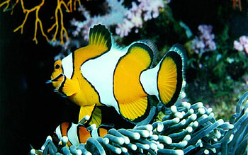 The-Clown-Fish, animal, oceanlife, underwater, fish HD wallpaper