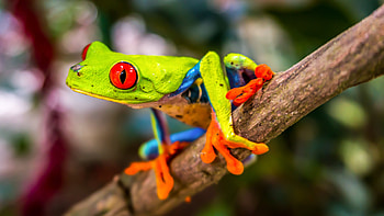 Tree frog , Colorful amphibian, Nature background, Animal graphy HD wallpaper
