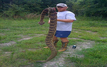 Rattle Snake killed in coleman, texas, marines, recon, usmc, marine corps HD wallpaper