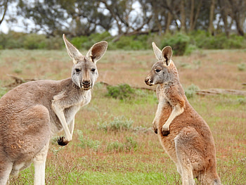 Kangaroo (Animals), Kangaroo , backgrounds, Captivating visuals HD wallpaper