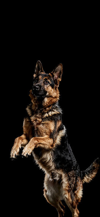 German Shepard, German Shepherd, Dog, Animal HD phone wallpaper