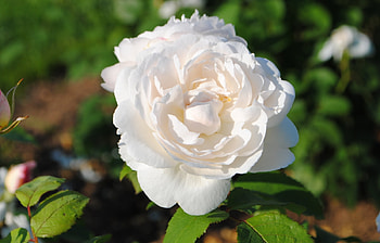 Plants, Flowers, Roses HD wallpaper
