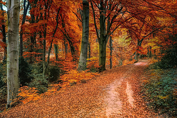 Forest path, Autumn HD wallpaper