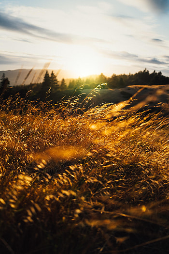 Nature, Grass, Sun, Beams, Rays, Ears, Spikes HD phone wallpaper