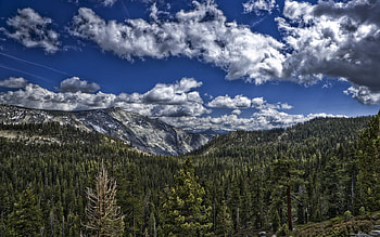 forest and sky , sky, forest HD wallpaper