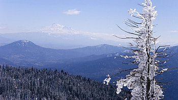 Icy Frozen Tree, winter, frozen, icy, trees, forests, nature, mountains HD wallpaper