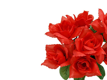 Red roses, rose, white, flower, red, nature HD wallpaper