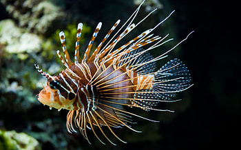 Animals, Fishes HD wallpaper