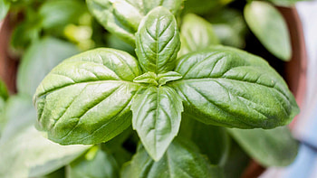 One year anniversary, Basil houseplant, Housemates' celebration, Symbolic plant HD wallpaper