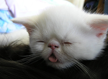 Cat, other, beautiful, animals HD wallpaper