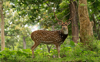 deer, animal, stag, buck HD wallpaper