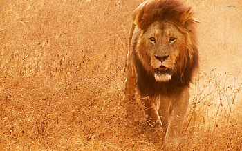 screensaver for lion HD wallpaper