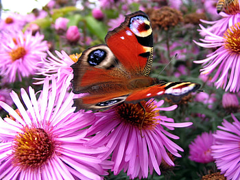 Soft landing, white, black, butterfly, red, flowers HD wallpaper
