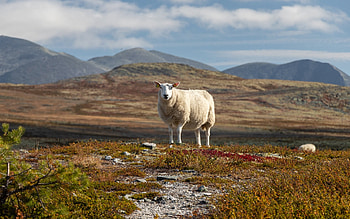 Sheep in Norway, landscape, animal, Norway, sheep HD wallpaper