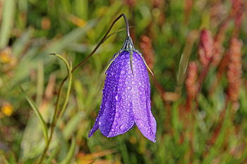 Drops, Flower, Macro, Bell HD wallpaper