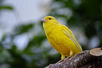 Yellow Canary, canary, birds, yellow HD wallpaper