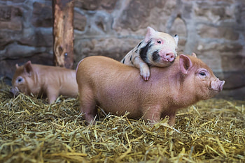 Beautiful happy animals, Piggy , Pig , Adorable farm creatures HD wallpaper
