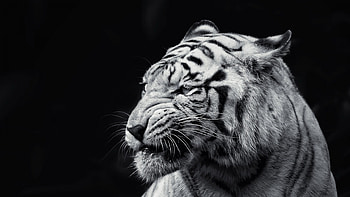 Tiger, Face, Eyes, Black and white . HD wallpaper