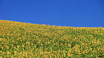 Yellow Sunflowers Green Leaves Plants Field Under Blue Sky Flowers HD wallpaper