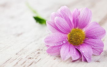 purple gerbera, , close-up, bokeh, beautiful flowers, gerberas, dew, background with flowers, purple flowers HD wallpaper