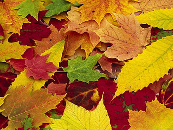 Plants, Autumn, Leaves HD wallpaper