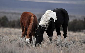 Animals, Food, Grass, Horses, Couple, Pair, Mane, Horse HD wallpaper