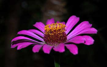 The Purple Flower, purple, one, beautiful, nature, flowers HD wallpaper
