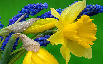Daffodil, Hyacinth HD wallpaper