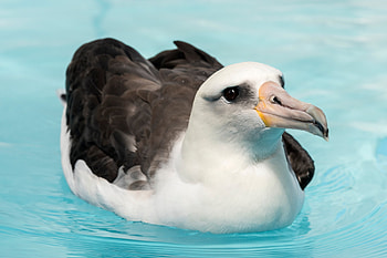 Monterey Bay's albatross, Endearing wildlife encounter, Coastal sanctuary, Marine marvel HD wallpaper