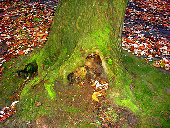 Autumn tree, autumn, roots, nature, tree HD wallpaper