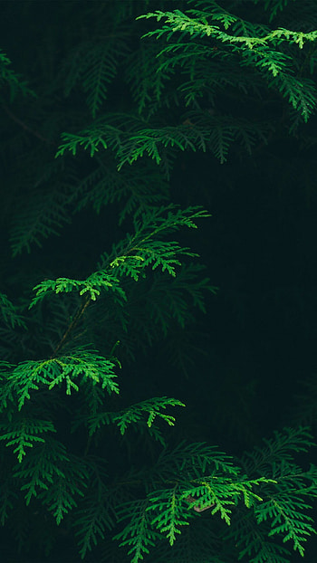 Android , Vibrant jungle, Nature's beauty, Captivating scenery HD phone wallpaper