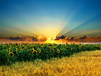 Landscape, Fields, Sunflowers HD wallpaper