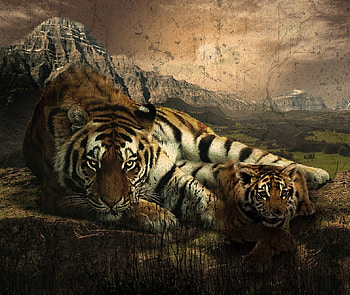 Lions, animal, nature, wild HD wallpaper