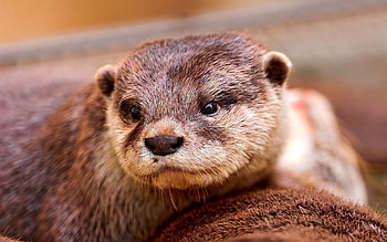 Animals, Muzzle, Eyes, Animal, Otter HD wallpaper