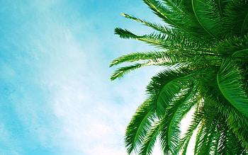 Palm tree perspectives, High-resolution beauty, wonders, Tropical paradise HD wallpaper