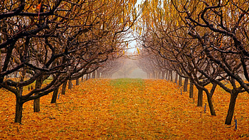 Misty Morning At Okanagan Valley, British Columbia, leaves, rows, fall, trees, colors, canada HD wallpaper