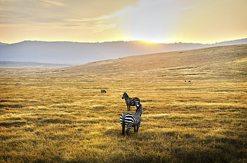 Serengeti National Park, Pristine wilderness, Iconic wildlife, Conservation efforts HD wallpaper