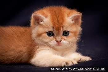 Animals, Cats HD wallpaper