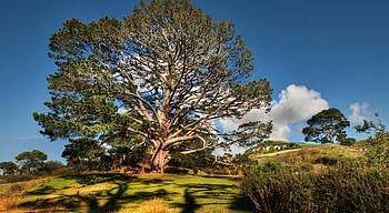 Nature, Sky, Summer, Wood, Tree, Beautiful Landscape HD wallpaper