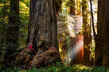 Redwood National Park, California wilderness, Majestic redwoods, Natural wonders HD wallpaper