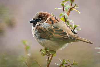 Feathered , Aesthetic bird background, Bird-inspired design, Nature aesthetic HD wallpaper