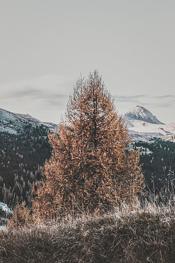 Landscape, Nature, Mountains, Wood, Tree, Dry HD phone wallpaper